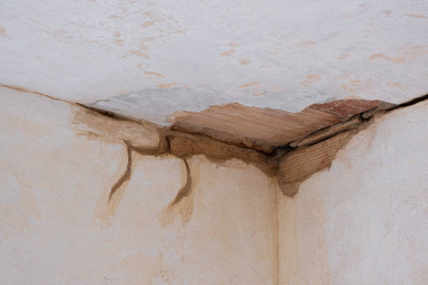 Best Water damage restoration near me  in Wesley Chapel, FL
