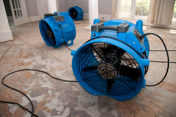 Best Basement water damage restoration  in Wesley Chapel, FL